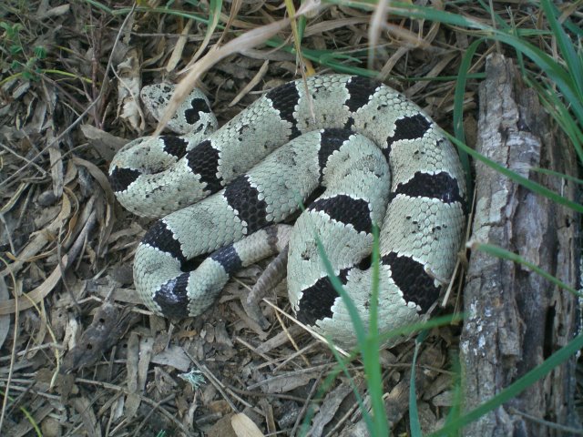Peloncillo male.jpg [93 Kb]